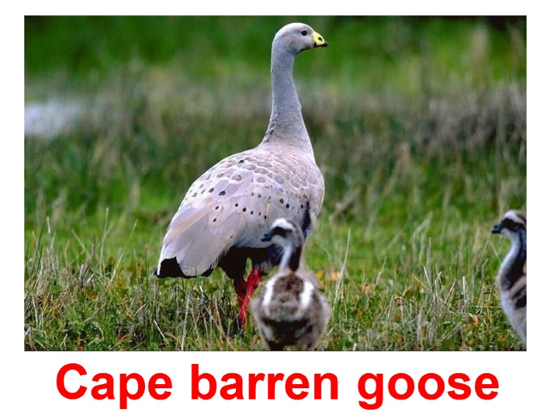 Cape barren goose